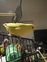 Budgerigars birds Budgie yellow Lutino female semi tamed - Advert 7