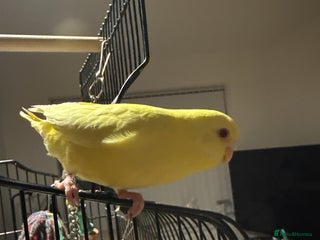 Budgerigars birds Title Budgie yellow Latino female semi tamed - Advert 17