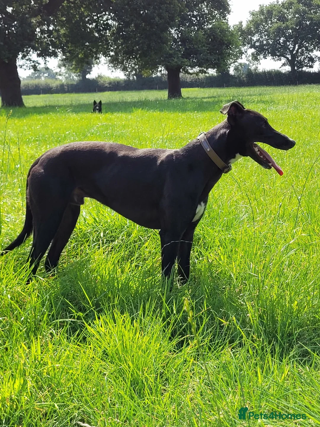 Lurcher dogs for sale: Beautiful Lurcher girl for sale - Advert 2