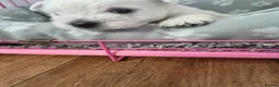 West Highland Terrier dogs for sale: Beautiful healthy litter of westie puppies  - Advert 10