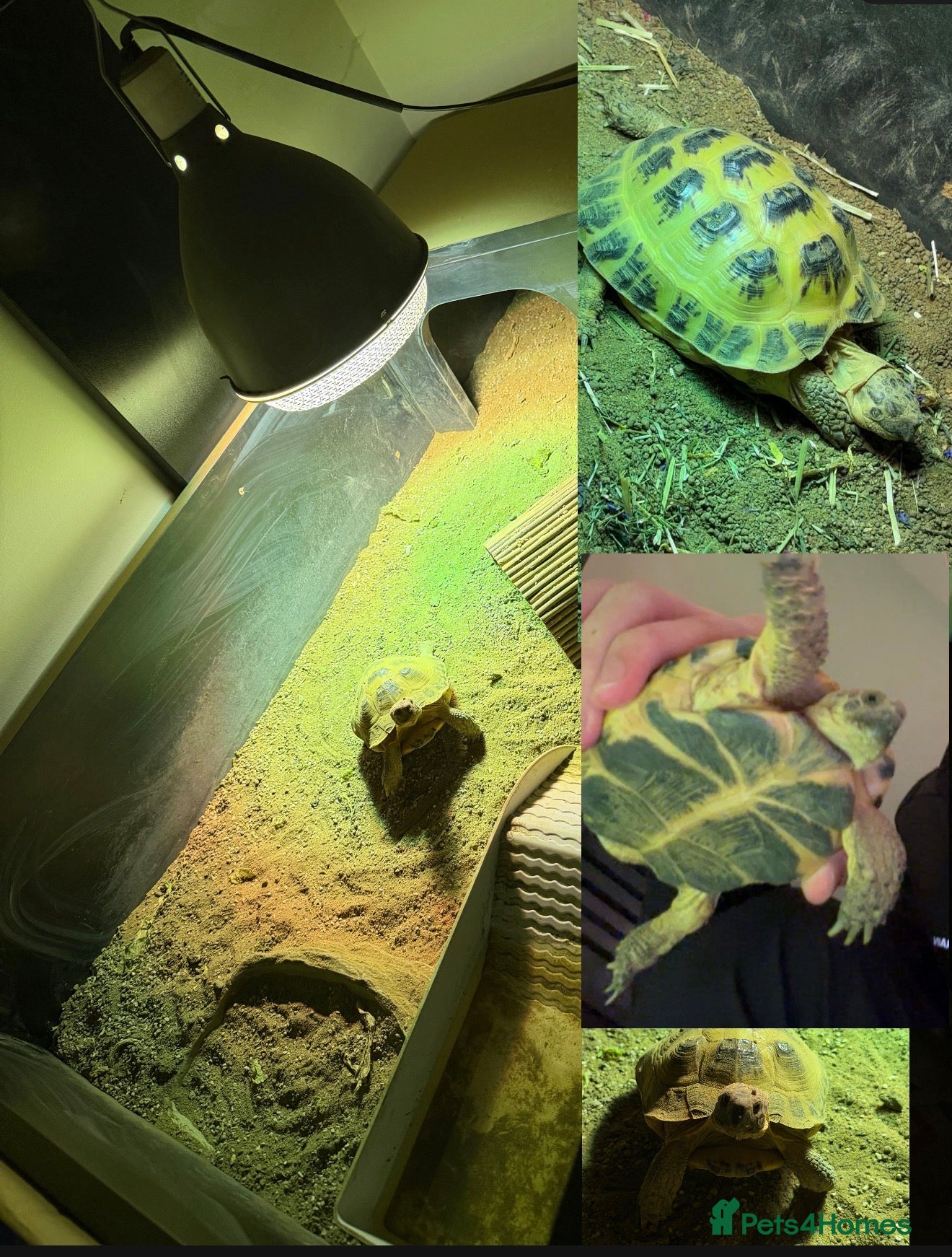 Tortoise reptiles horsefield tortoise + enclosure - Advert 1