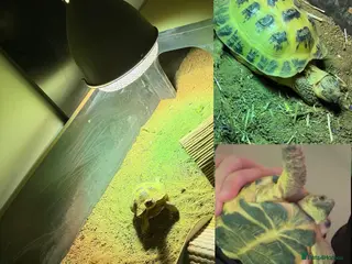 Tortoise reptiles horsefield tortoise + enclosure - Advert 4