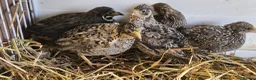Quail poultry for sale: Chinese Painted Button Quail Groups  - Advert 11