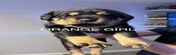 Rottweiler dogs for sale: Last little girl  - Advert 5