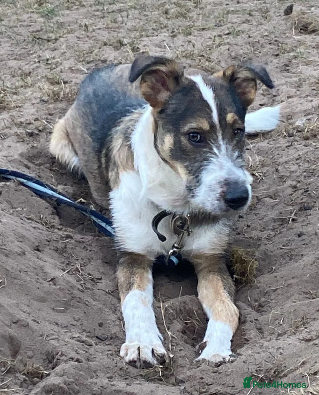 Mixed Breed dogs for adoption: 🐾💛Meet DIGBY - an Affectionate Big Softie! 💛🐾 - Advert 1