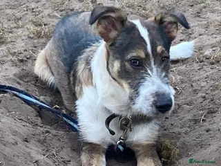 Mixed Breed dogs 🐾💛Meet DIGBY - an Affectionate Big Softie! 💛🐾 - Advert 1