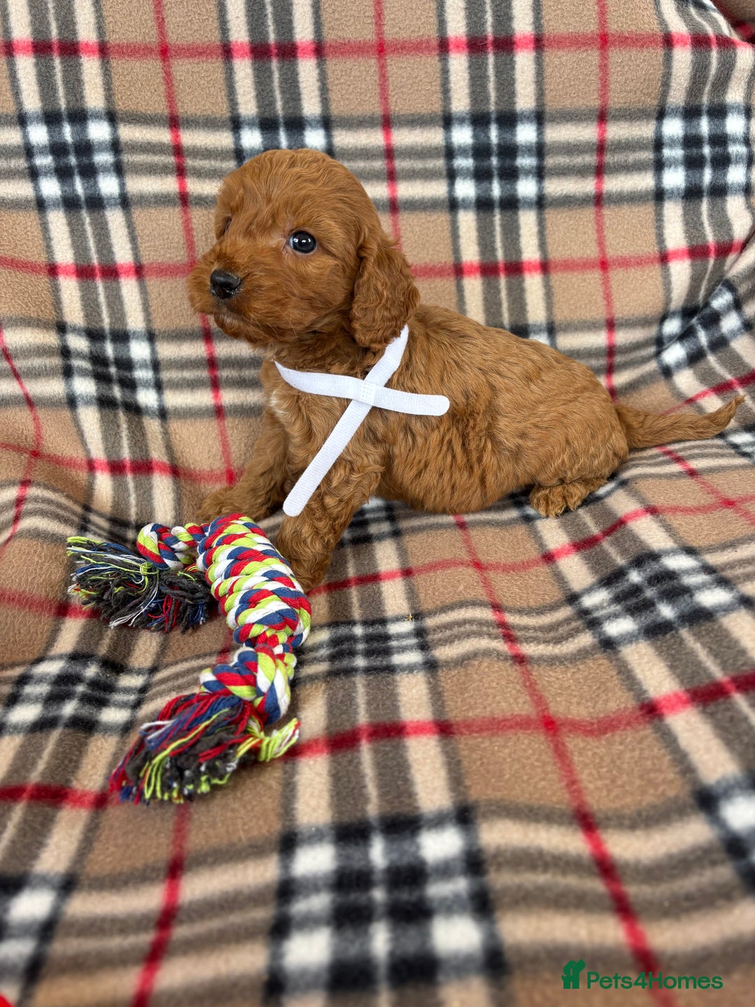 Cockapoo dogs for sale: Fantastic red cockerpoo puppies  - Image 6