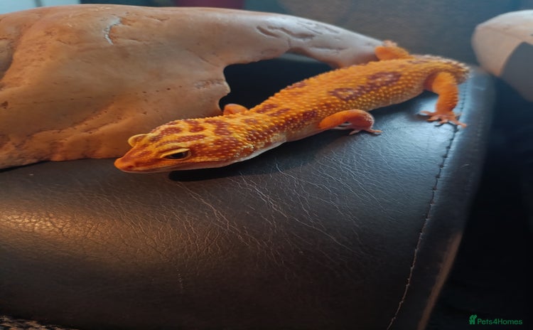 Gecko reptiles - Advert 1