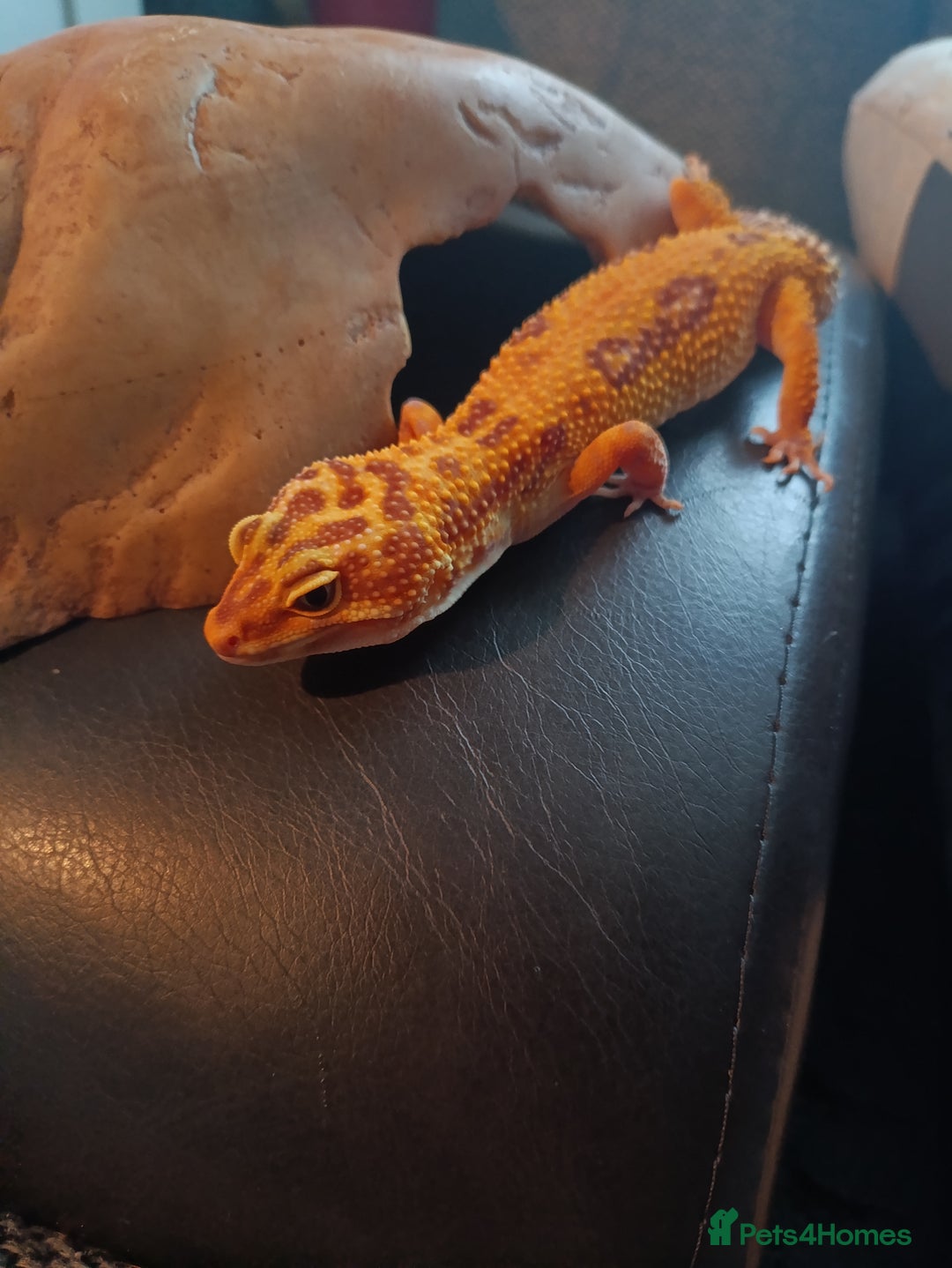 Gecko reptiles for sale: Tangerine gecko  - Image 1