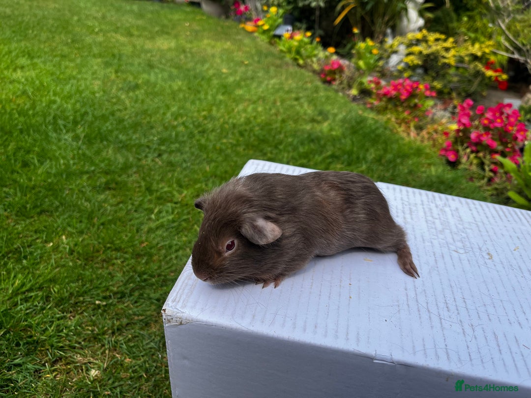 Guinea Pig rodents for sale: Baby boars  - Image 22