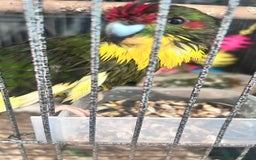 Parrots birds for sale: Girl kakariki  - Image 3