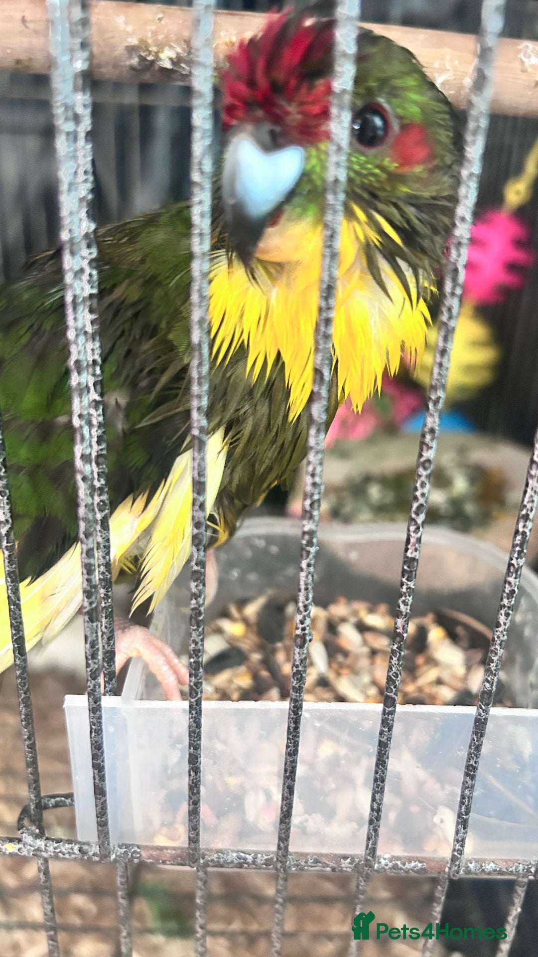 Parrots birds for sale: Girl kakariki  - Image 3