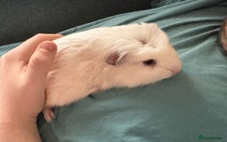 Guinea Pig rodents for sale: Male Guinea pigs  - Image 1