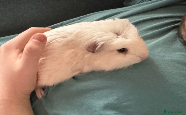 Guinea Pig rodents - Advert 2