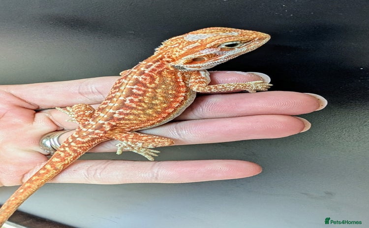 Bearded Dragon reptiles - Advert 2