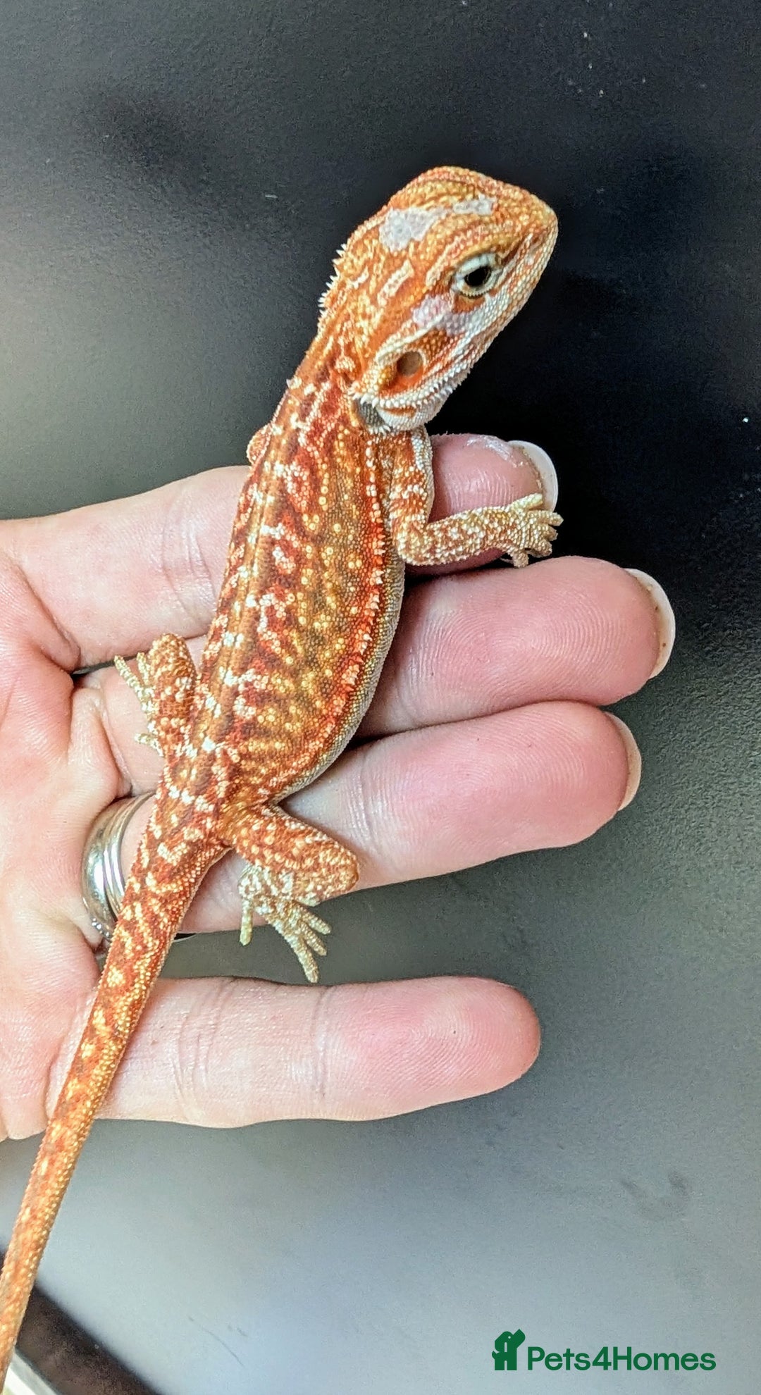 Bearded Dragon reptiles for sale: Baby Bearded Dragons ready now.  - Image 1