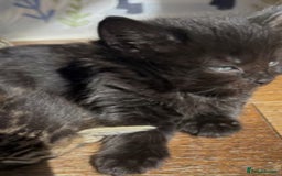 British Shorthair cats for sale: Cute kittens  - Image 1