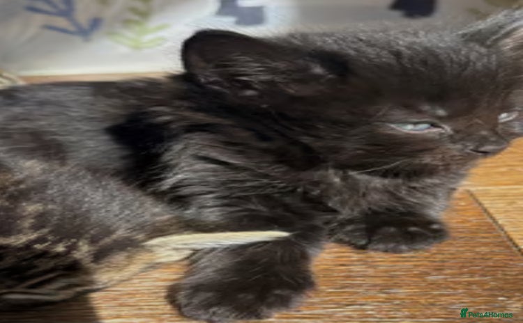 British Shorthair cats for sale - Advert 1