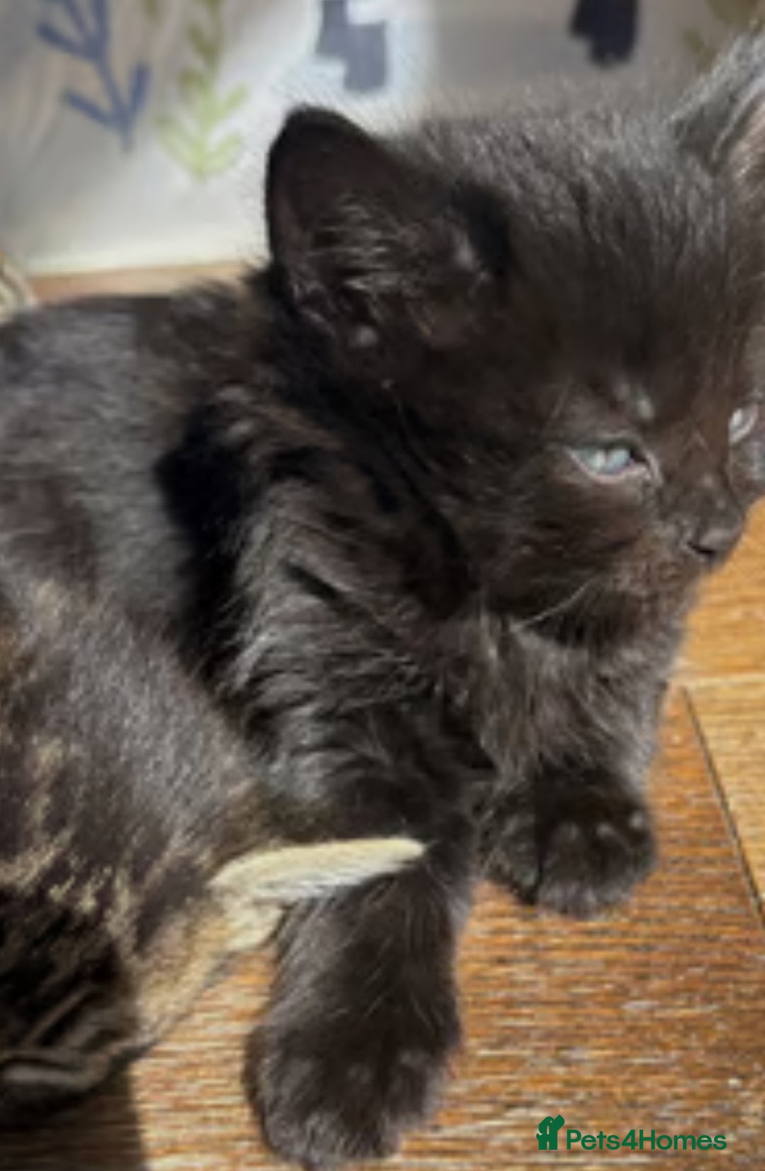 British Shorthair cats for sale: Cute kittens  - Image 1