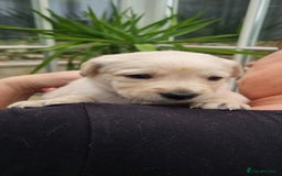 Mixed Breed dogs for sale: Double Doodle puppies  - Image 16