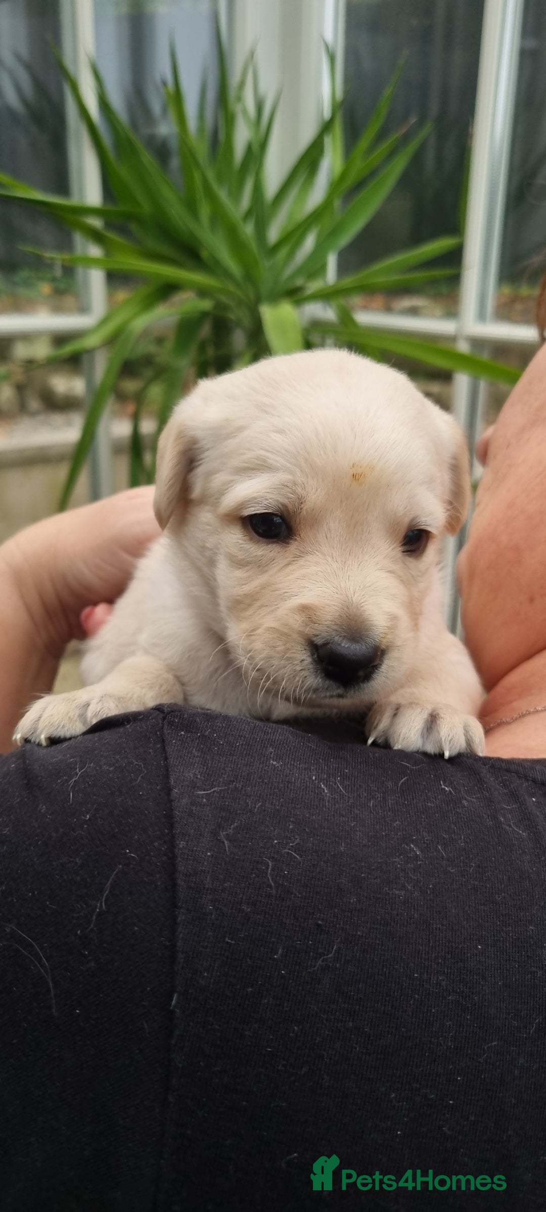 Mixed Breed dogs for sale: Double Doodle puppies  - Image 16