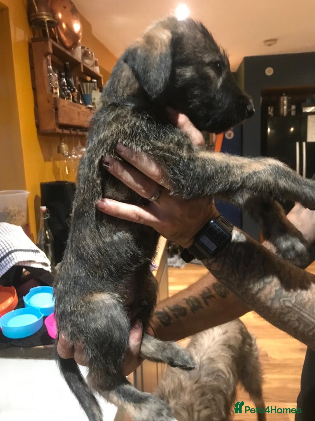 Lurcher dogs for sale: Old skool lurchers 1 boy deer/grey/wheaten/grey - Image 6