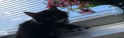 Maine Coon cats for sale: 3 quarter Mainecoon in Workington - Advert 3