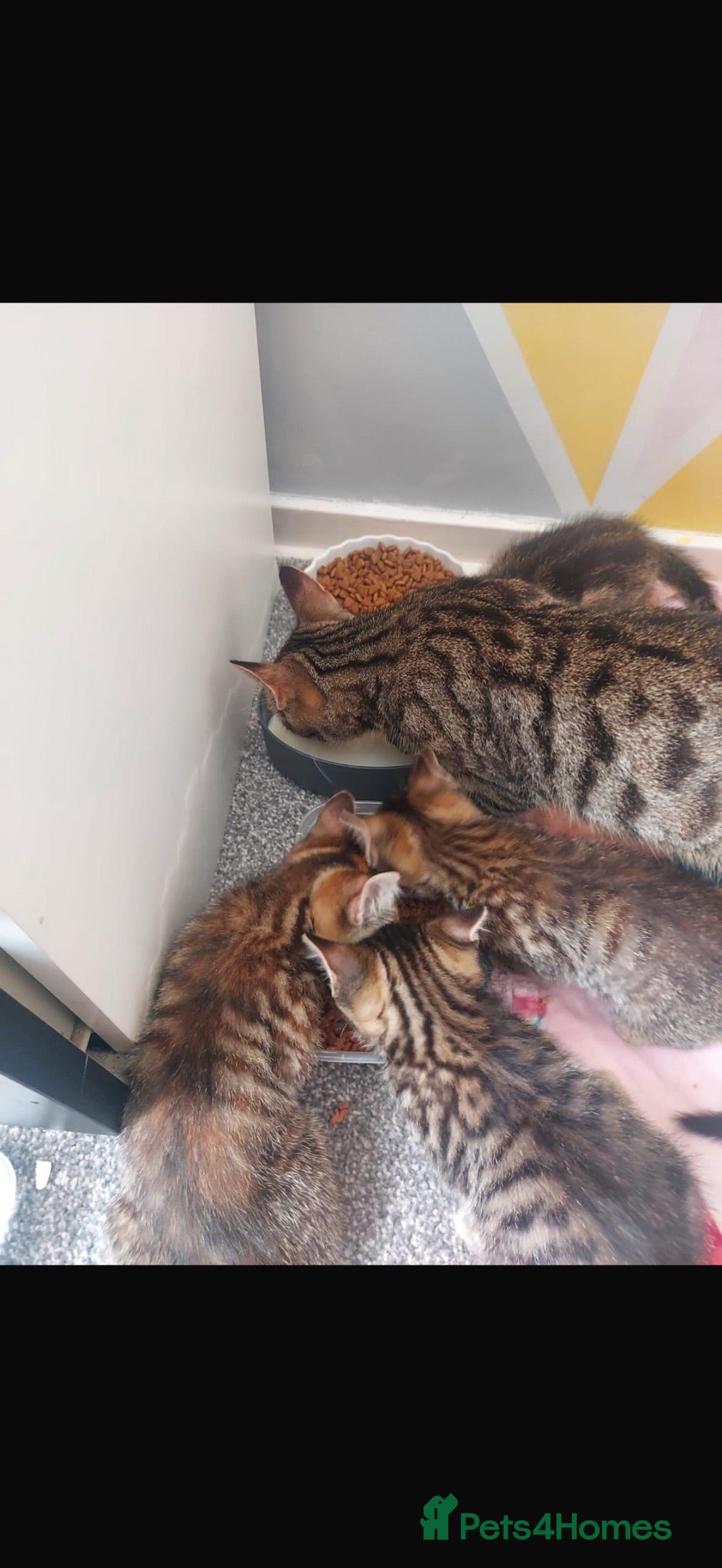 Mixed Breed cats 🐾 Beautiful Tabby Kittens Looking for  Homes 🐾 - Advert 1