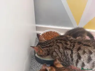 Mixed Breed cats 🐾 Beautiful Tabby Kittens Looking for Homes 🐾 - Advert 1