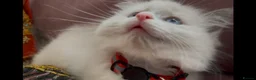 Ragdoll cats for sale: Child Friendly Ragdoll and Ragdoll Cross Kittens  - Advert 26