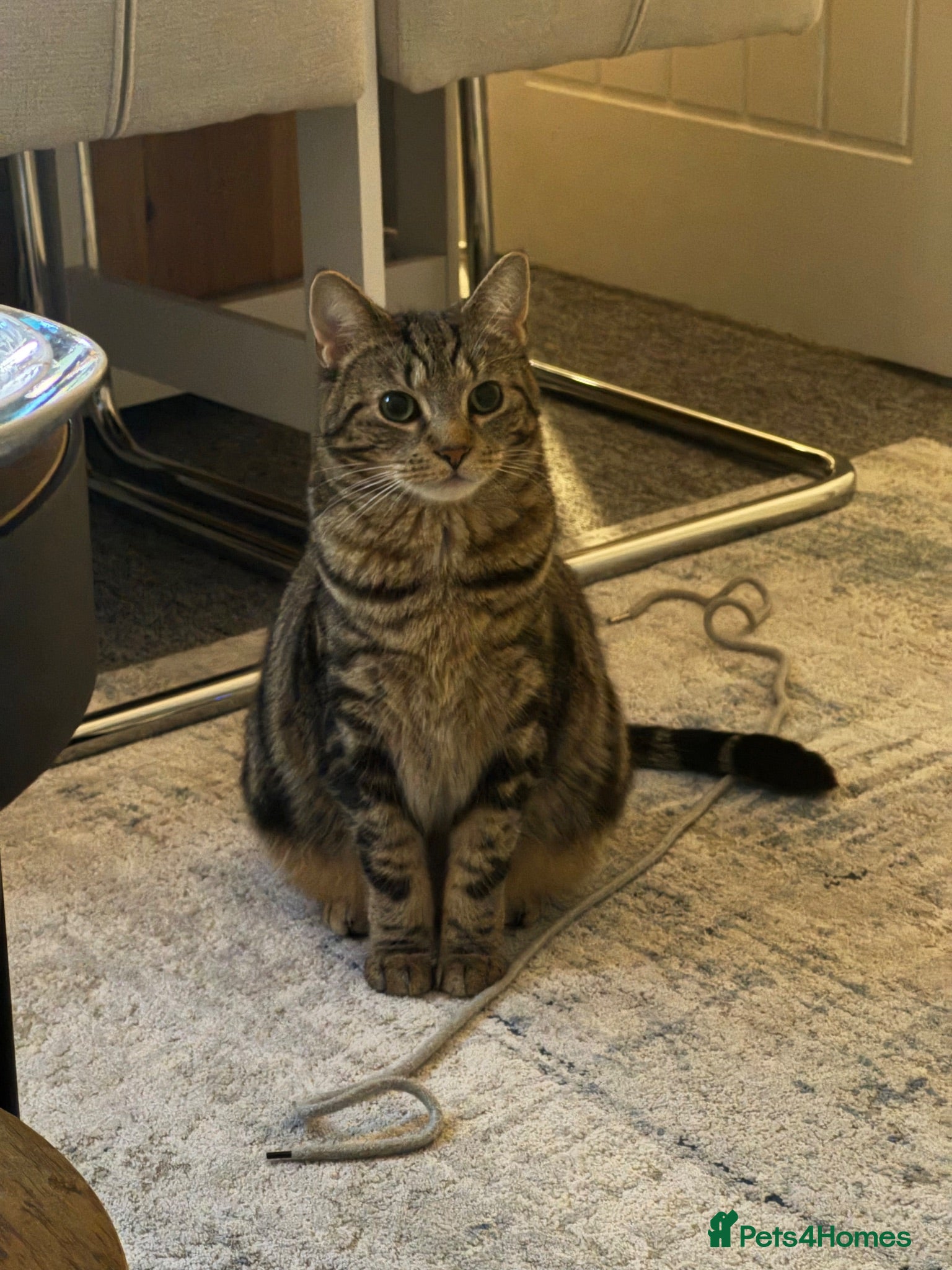 American Shorthair cats American Shorthair Tabby 2 years old Female - Advert 17