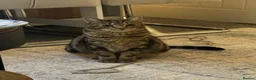 American Shorthair cats for sale: American Shorthair Tabby 2 years old Female in Mitcham - Advert 1