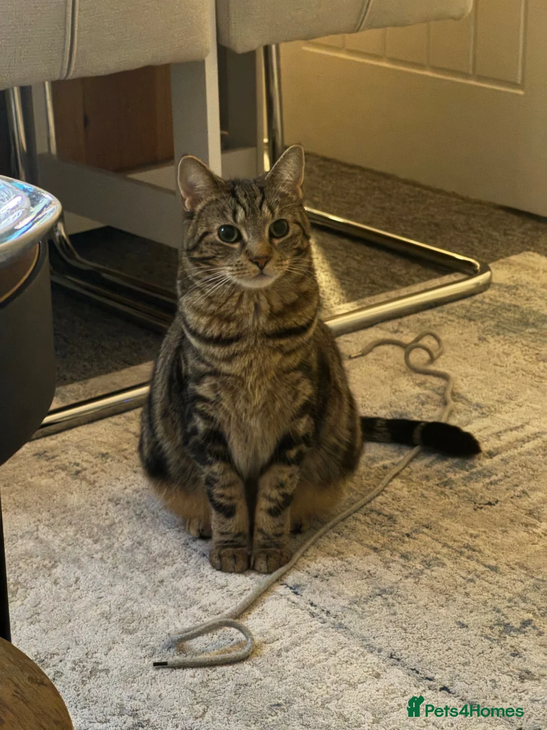 American Shorthair cats for sale: American Shorthair Tabby 2 years old Female in Mitcham - Advert 1