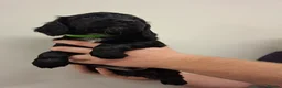 Cocker Spaniel dogs for sale: Black cocker spaniel puppies  - Advert 18