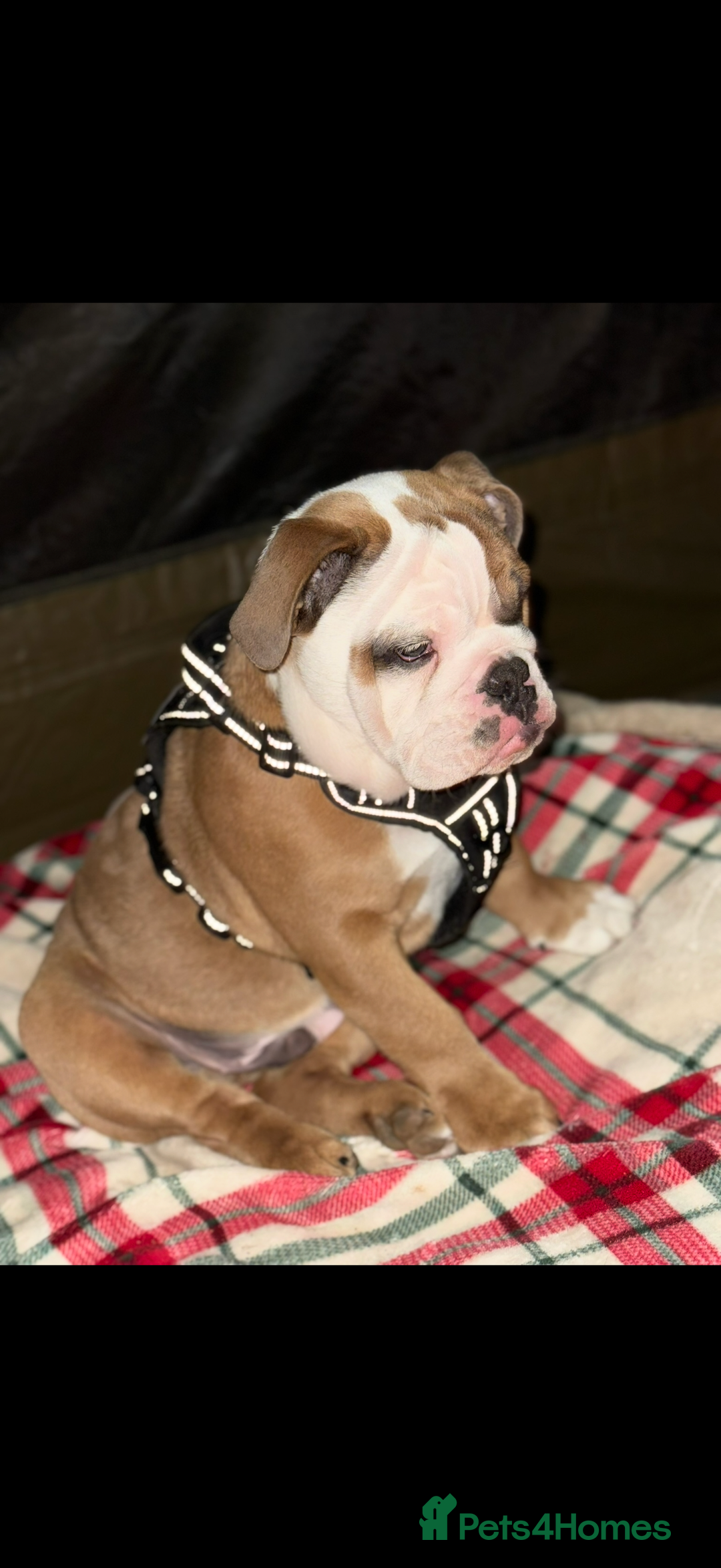 English Bulldog dogs for sale: Tyson - Advert 3