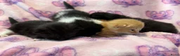 Mixed Breed cats for sale: Frankie’s Kittens Ready 20th August - Advert 33