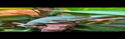Chameleon reptiles for sale: Yemen Veiled Chameleon  in Dover - Advert 1