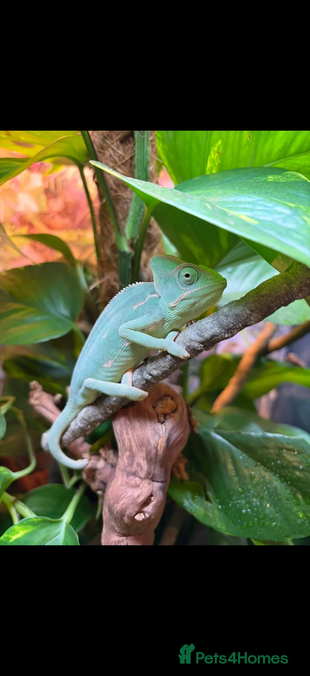 Chameleon reptiles for sale: Yemen Veiled Chameleon  in Dover - Advert 1