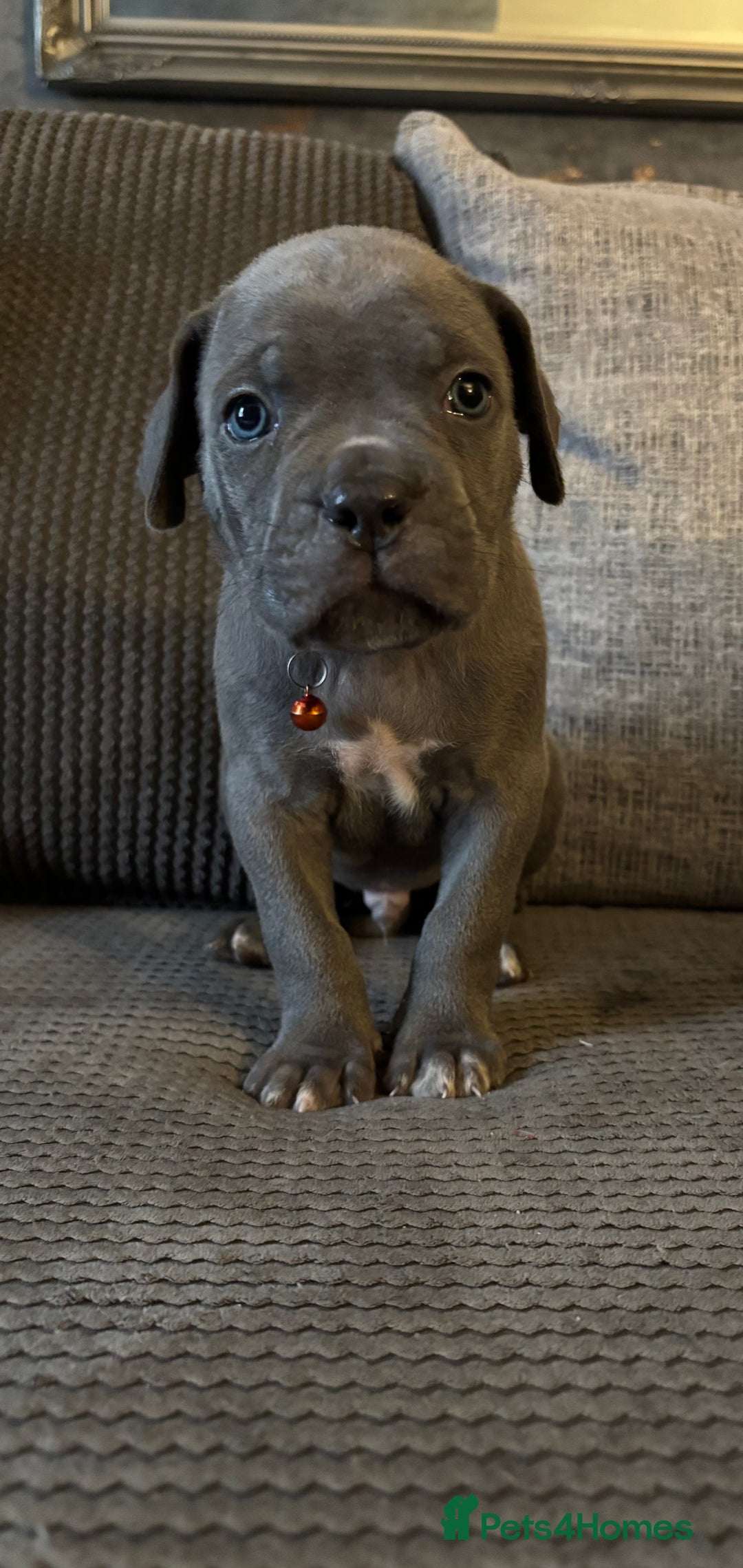 Cane Corso dogs for sale: Cane corso puppies  - Advert 6