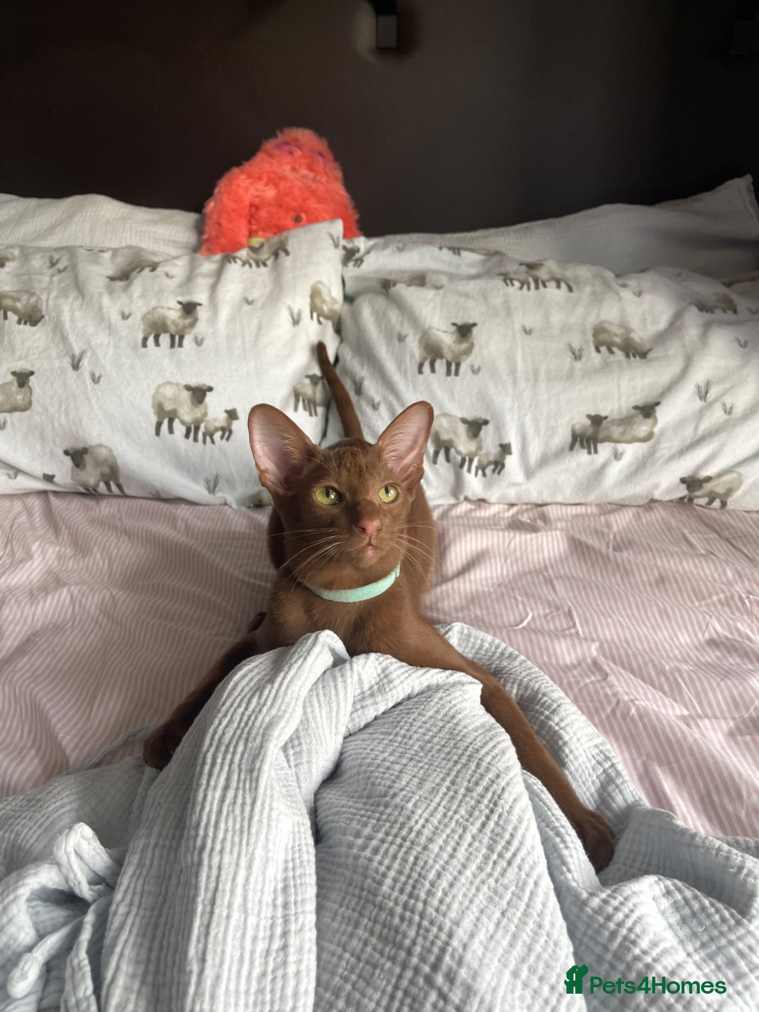Oriental cats for sale: Oriental shorthair  - Advert 5
