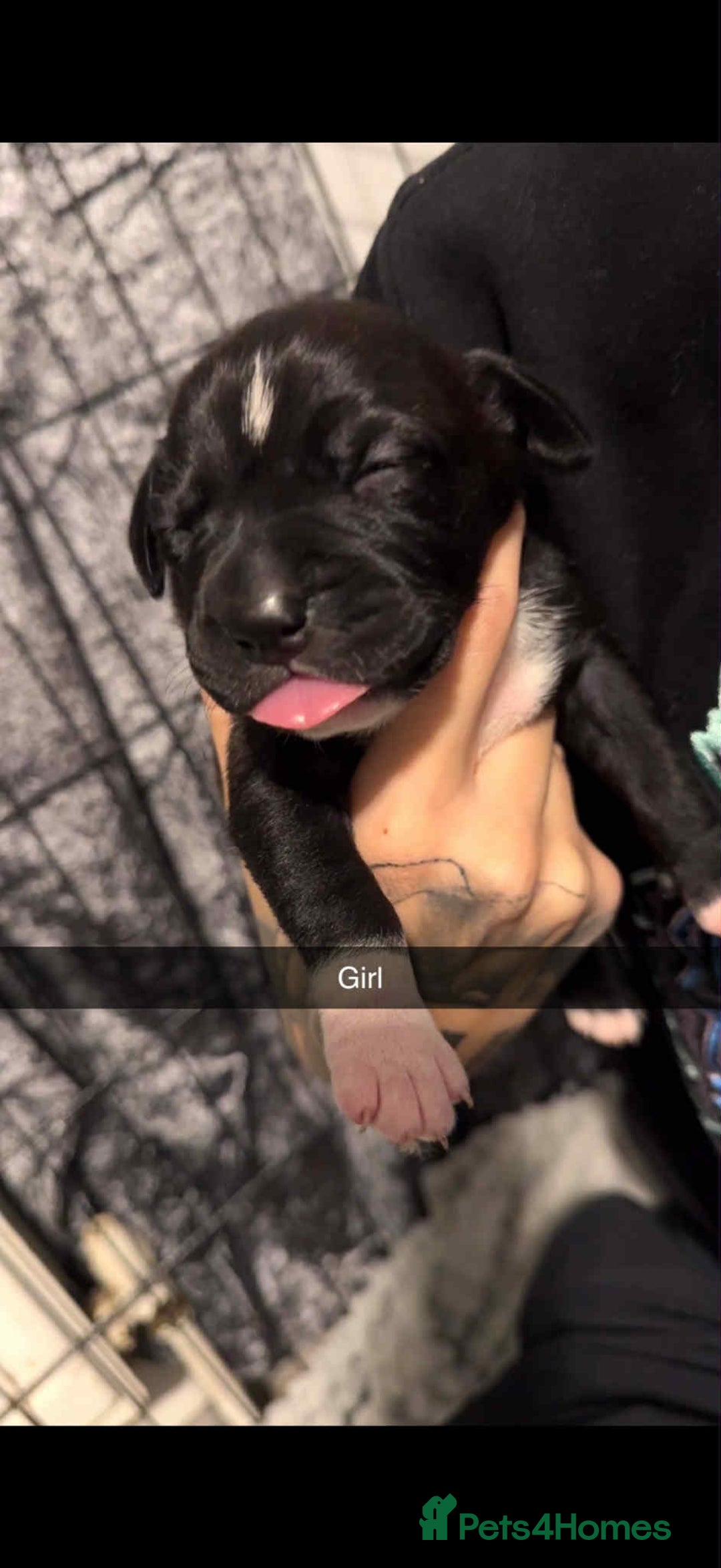 Mixed Breed dogs for sale: Beautiful cane corse/staff puppies - Image 10