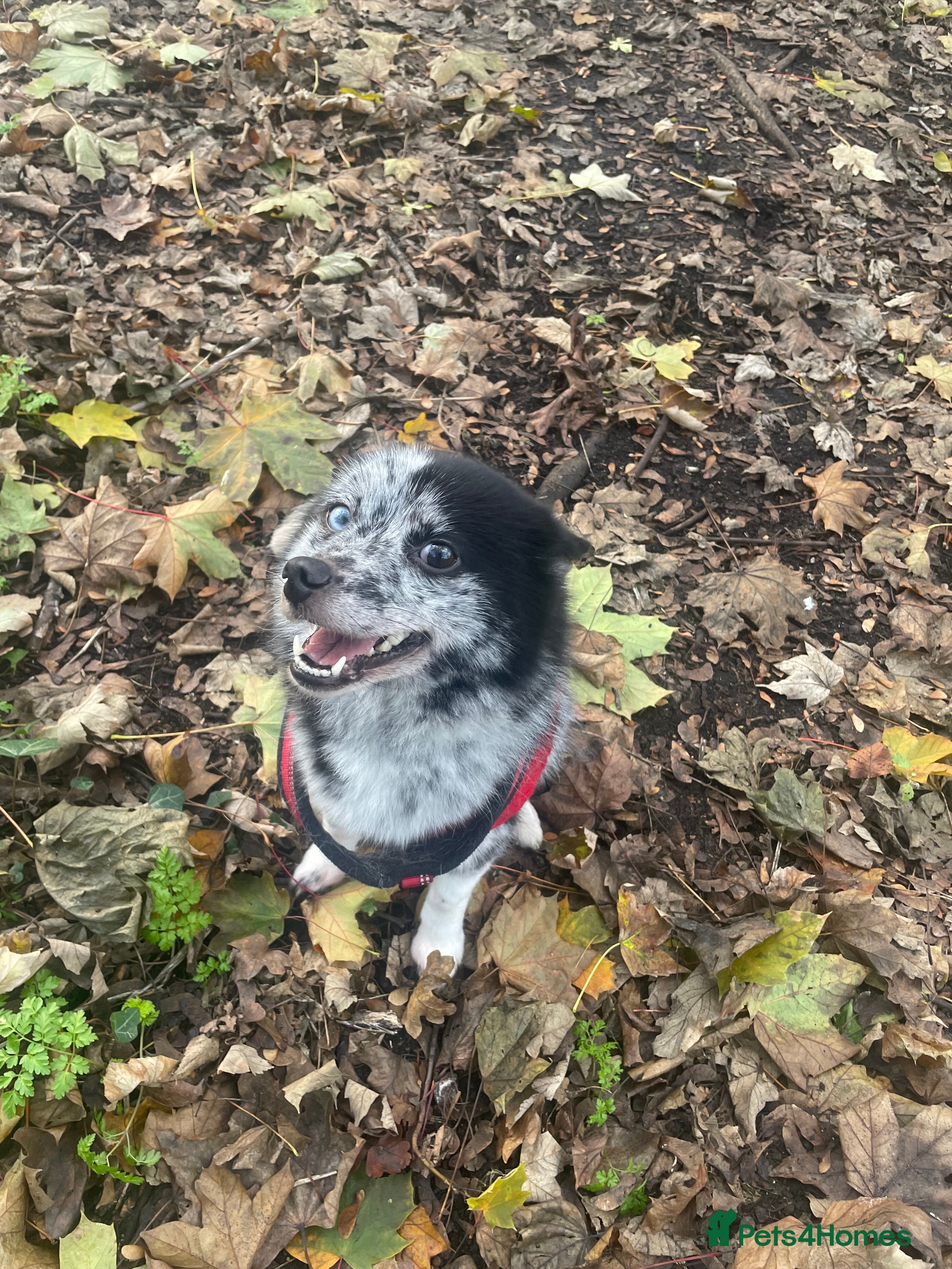 Pomsky dogs Urgent rehoming needed  - Advert 7