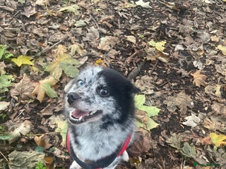 Pomsky dogs Urgent rehoming needed - Advert 1