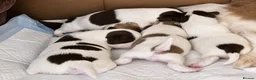 Chihuahua dogs for stud: KC reg-Heath Tested-Proven Stud - Advert 12