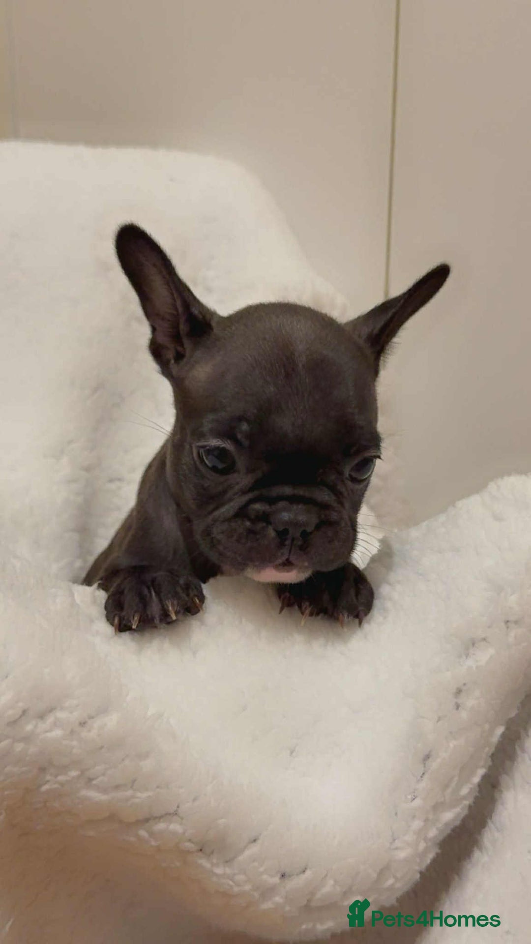 French Bulldog dogs for sale: French puppies  - Advert 4