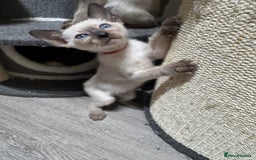 Siamese cats for sale: 6 cute Siamese kittens available  - Image 15