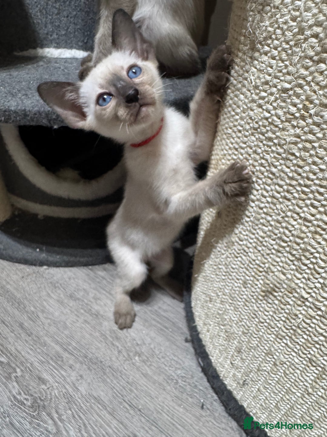 Siamese cats for sale: 6 cute Siamese kittens available  - Image 15