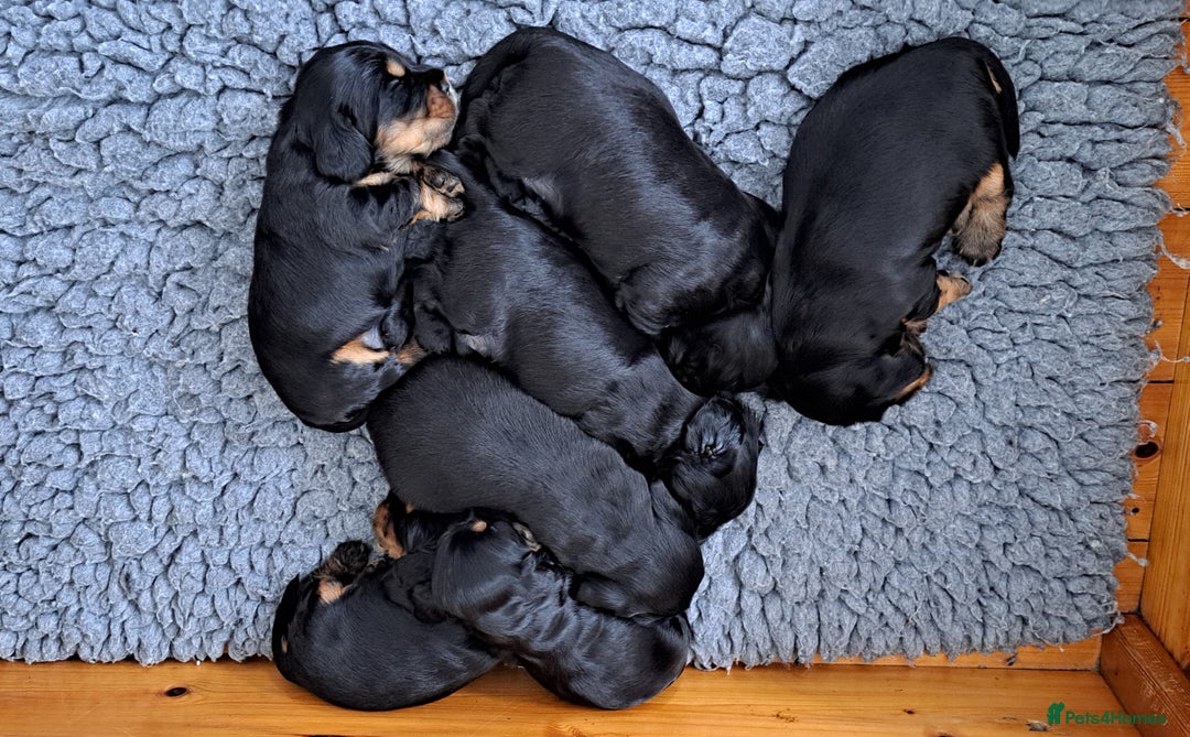 Cocker Spaniel dogs for sale: Show Type Cocker Spaniel Puppies - Image 4