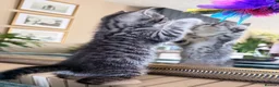 British Shorthair cats for sale: Silver Spotted British Shorthair Kittens - Advert 15