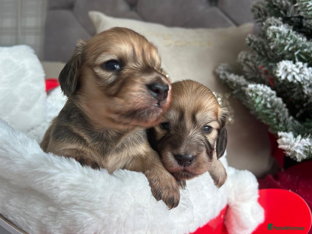 Miniature Dachshund dogs for sale: Kc registered longhaired miniature dachshunds  - Advert 4